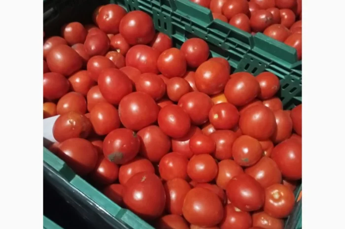 Помідори високої якості на продаж- фото № 2