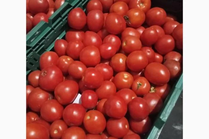 Помідори високої якості на продаж- фото № 3