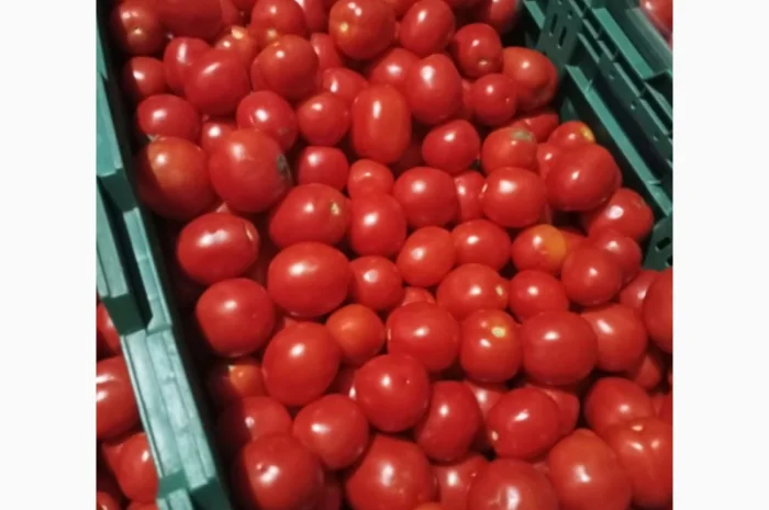 Помідори високої якості на продаж- фото № 4