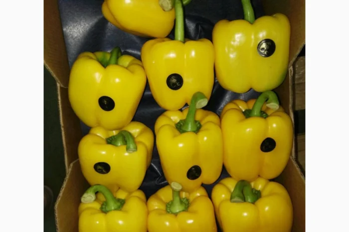 Перець з Іспанії на продаж- фото № 1