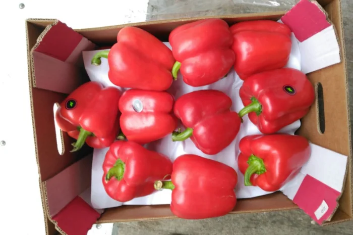 Перець з Іспанії на продаж- фото № 10