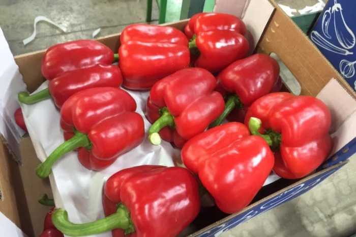 Перець з Іспанії на продаж- фото № 4