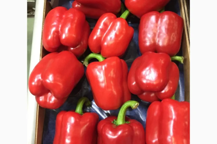 Перець з Іспанії на продаж- фото № 9