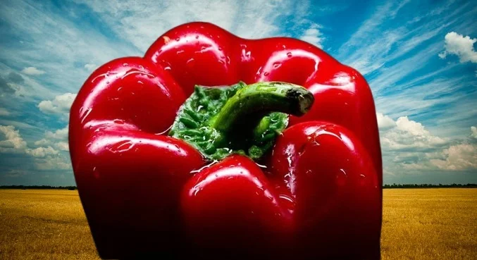 Солодкий перець «Клаудіо f1» на продаж- фото № 1