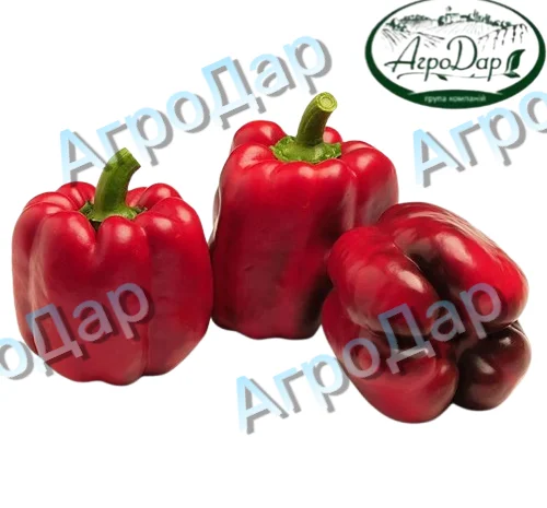 Солодкий перець «Клаудіо f1» на продаж- фото № 2