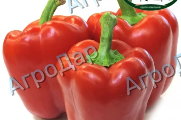 Солодкий перець «Клаудіо f1» на продаж- фото № 3