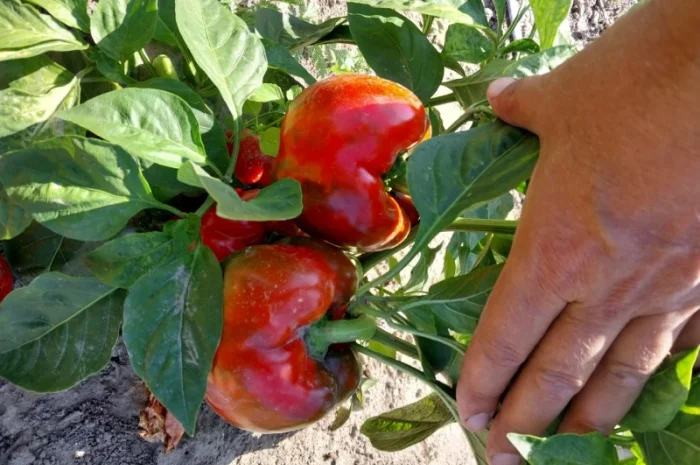 Перець кубовидний сорт Геркулес на продаж- фото № 1