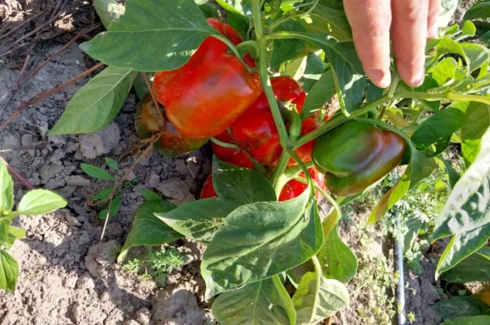 Перець кубовидний сорт Геркулес на продаж- фото № 2