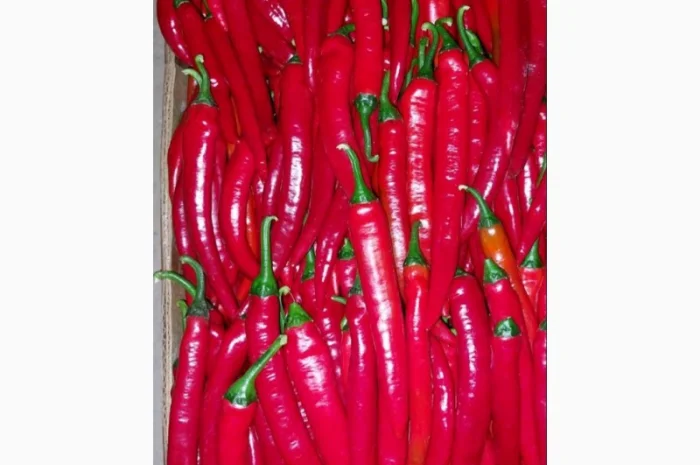Продаж перцю Чілі з Голландського насіння- фото № 1