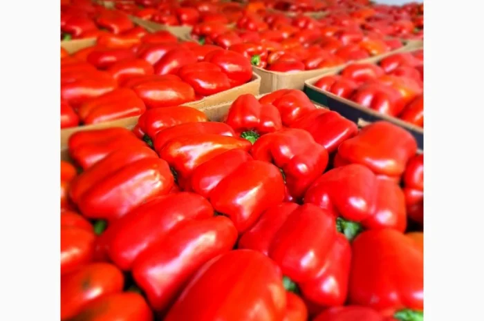 Перець різних сортів під клієнта- фото № 1