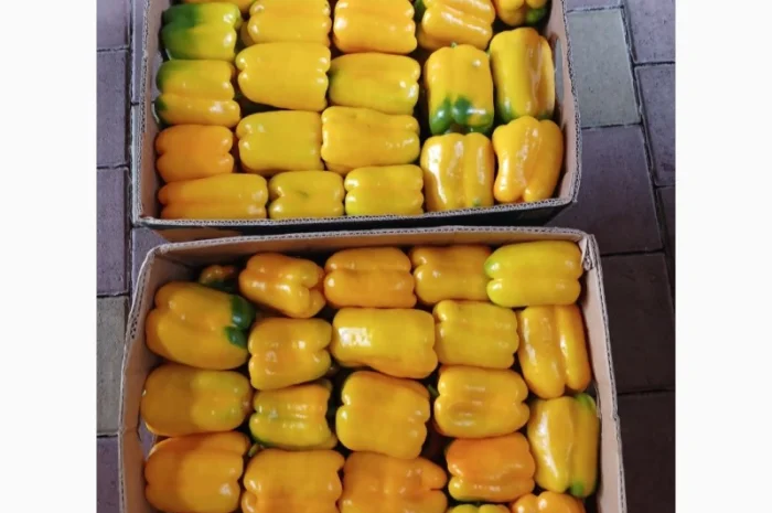 Перець різних сортів під клієнта- фото № 2