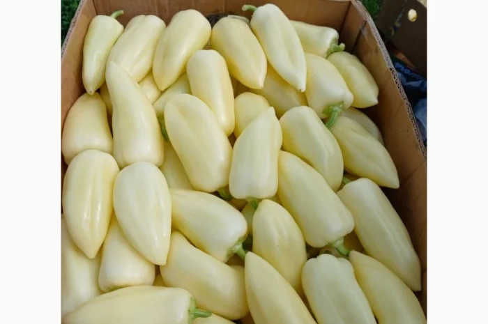 Перець різних сортів під клієнта- фото № 4