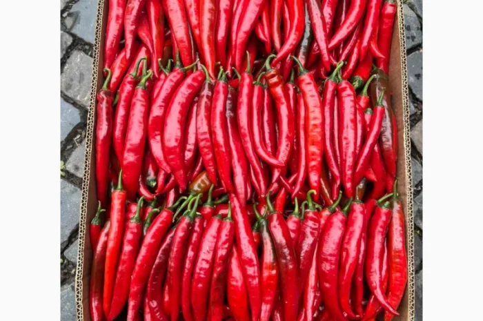 Перець чілі об'єм на продажу- фото № 1