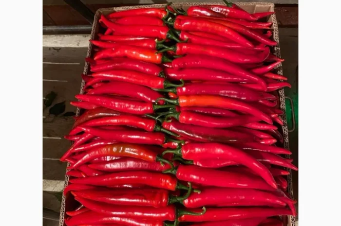 Перець чілі об'єм на продажу- фото № 2