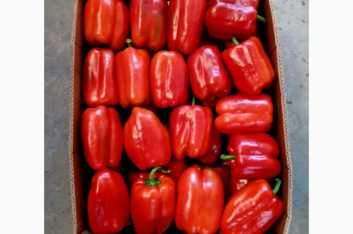 Солодкий перець сорту Клаудіо на продаж- фото № 1