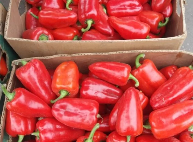 Продаж перець Політ оптом- фото № 1