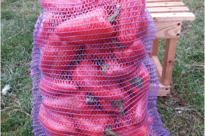 Продаж перець Політ оптом- фото № 2