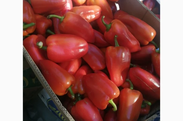 Продаж перець Політ оптом- фото № 3