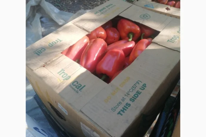 Продаж перець Політ оптом- фото № 4