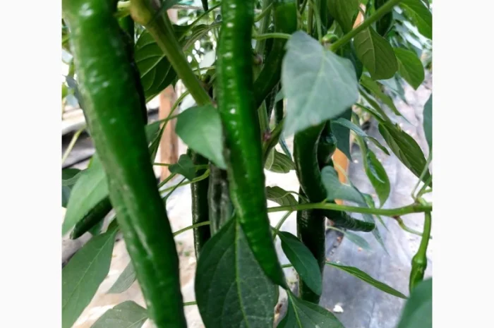 Гострий перець Хайфі на продаж- фото № 1