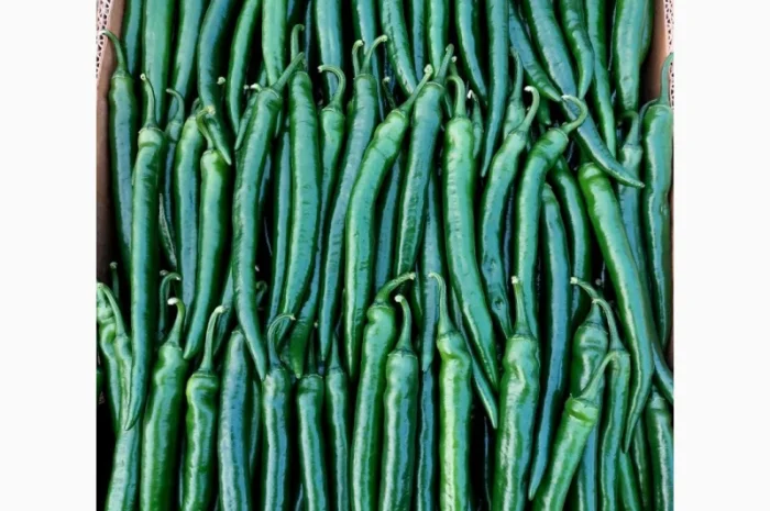 Гострий перець Хайфі на продаж- фото № 2