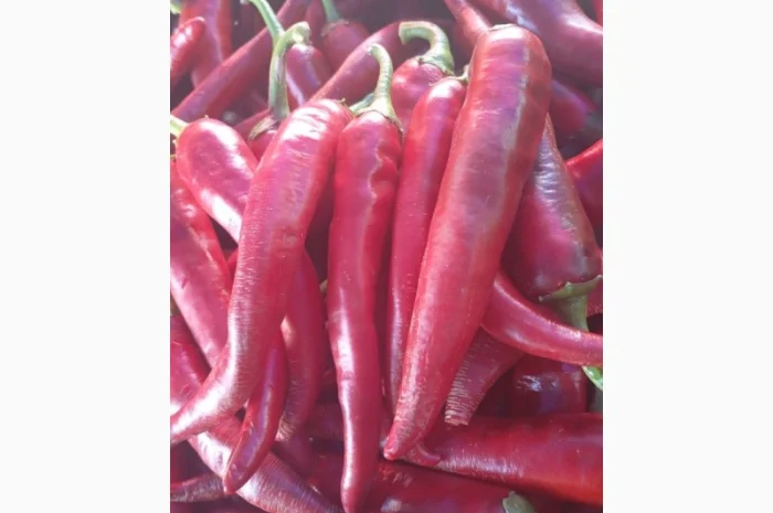 Продаю перец гіркий, большой объем- фото № 1