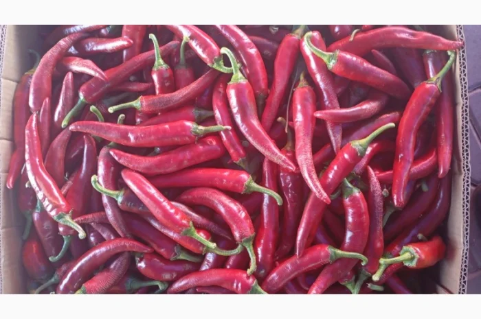 Продаю перец гіркий, большой объем- фото № 2