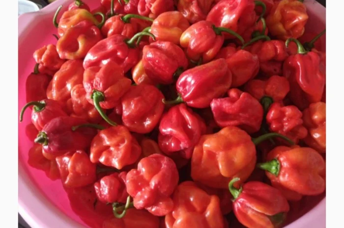 Продаю свіжий червоний перець Хабанеро- фото № 1