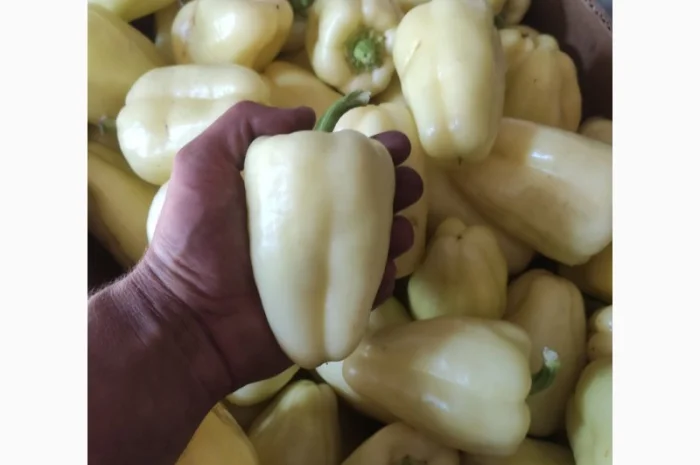 Солодкий перець Барбі на продаж- фото № 1