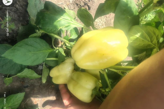Солодкий перець Барбі на продаж- фото № 3
