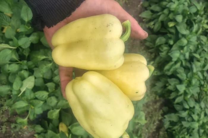 Солодкий перець Барбі на продаж- фото № 4