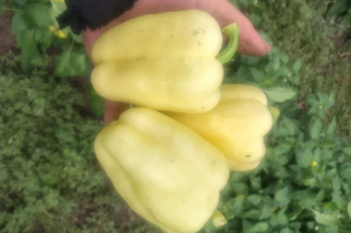 Солодкий перець Барбі на продаж- фото № 5