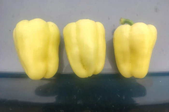 Солодкий перець Барбі на продаж- фото № 6