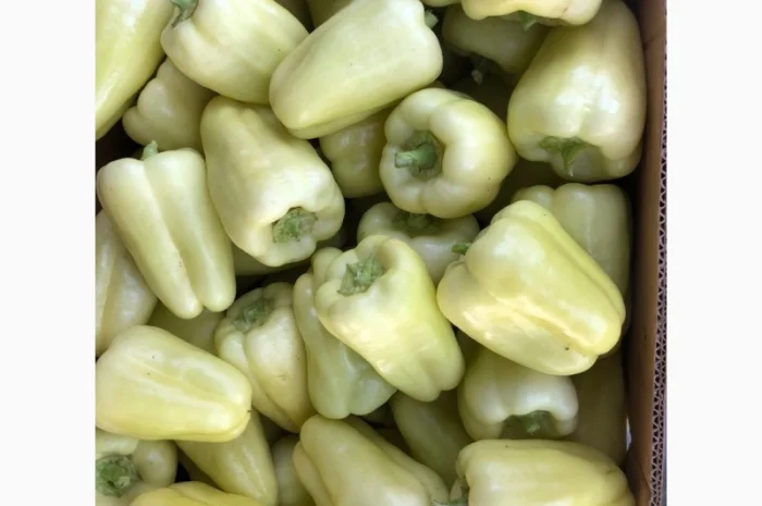 Продаж перець Барбі оптом- фото № 1