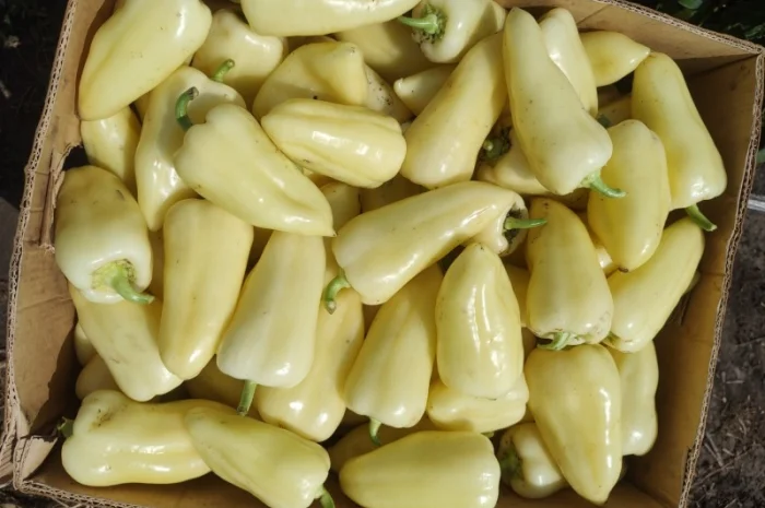 Перець оптом на продаж- фото № 1