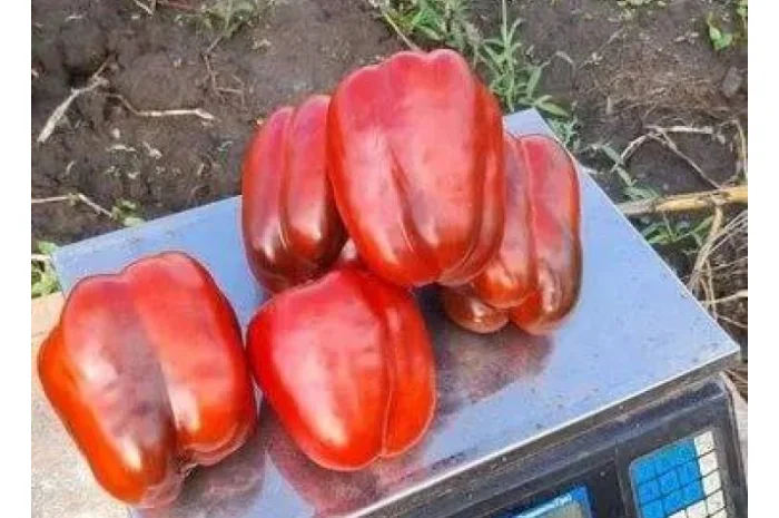 Перец красный Калифорния 24 оптом- фото № 1