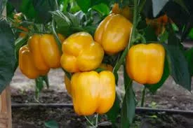 Продається перець жовтий калібр 24 з Туреччини оптом- фото № 1