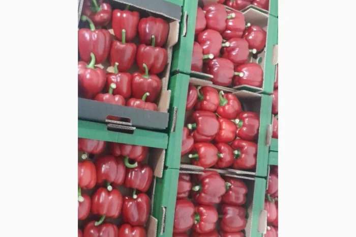 Покупка перцю оптом- фото № 2