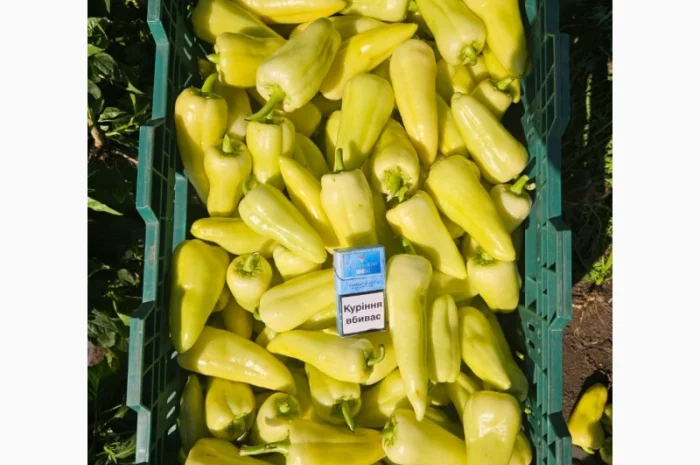 Продаж перцю белозерка і топгір- фото № 2