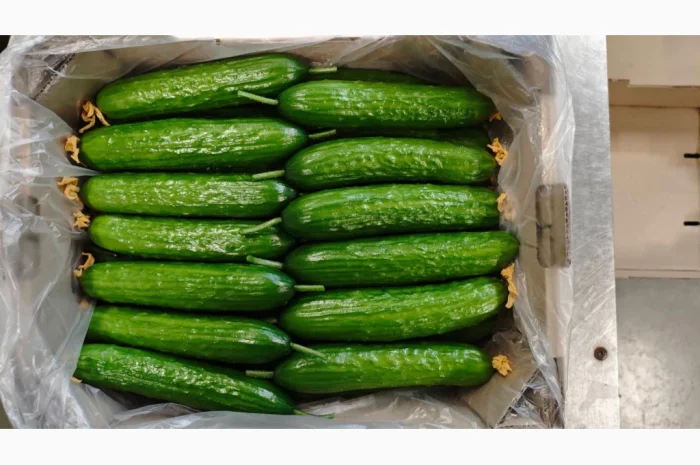 Огірки тепличні (Україна)- фото № 1