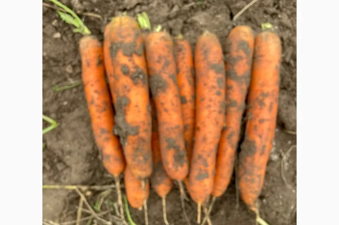 Продажа моркови Балтімор в объеме 5 тонн- фото № 1