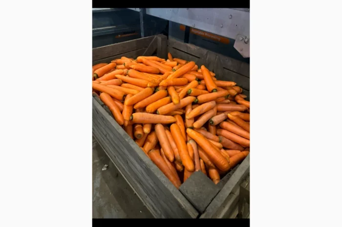 Продажа моркови мита высокого качества- фото № 1