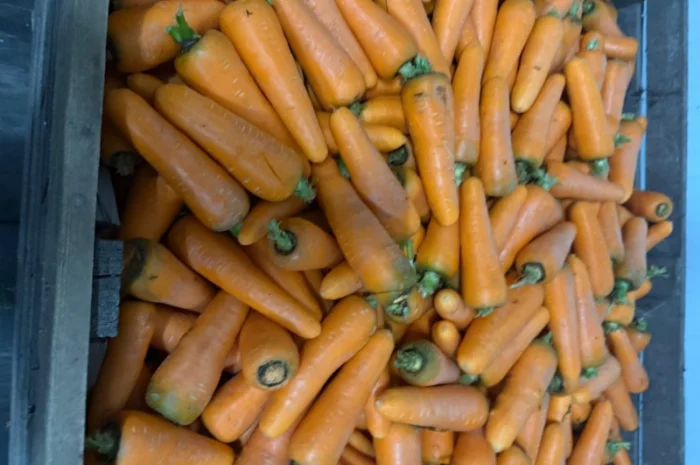 Продаю морковь сорта Шантане 1 гатунок- фото № 10