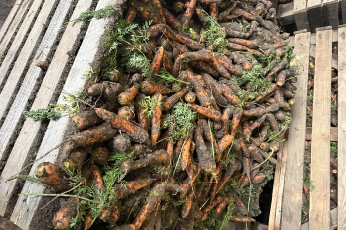 Продаю морковь сорта Шантане 1 гатунок- фото № 4