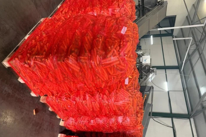 Продаю морковь сорта Шантане 1 гатунок- фото № 5