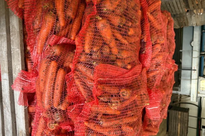 Продаю морковь сорта Шантане 1 гатунок- фото № 6