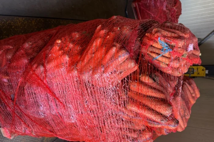 Продаю морковь сорта Шантане 1 гатунок- фото № 7