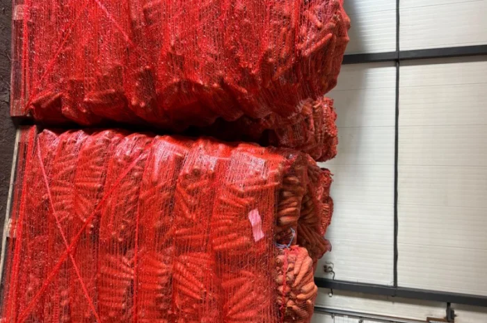 Продаю морковь сорта Шантане 1 гатунок- фото № 8