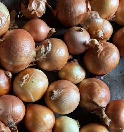 Продаж лука репчатого 1 сорту оптом- фото № 1