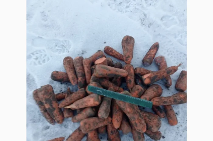 Продаж моркви 2-го сорту оптом від 20 тонн- фото № 1